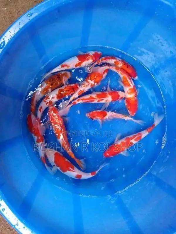 Beautiful Kohaku Koi Fish
