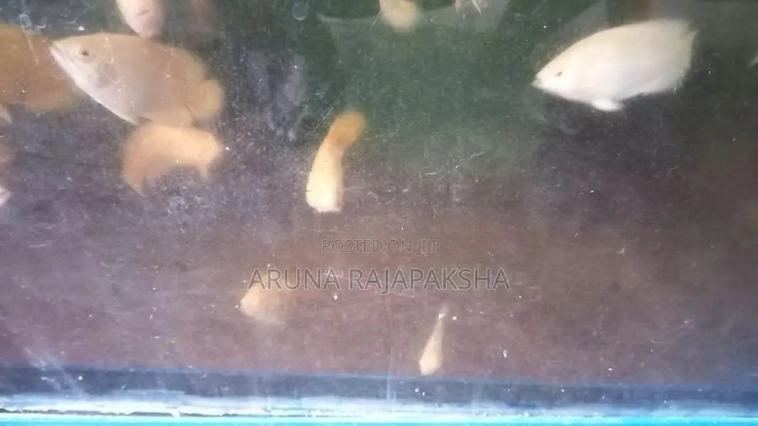 Oscar Fish