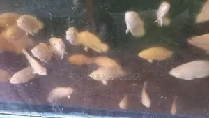 Oscar Fish