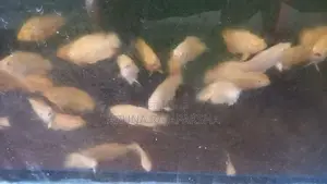 Oscar Fish