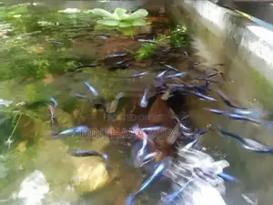 Blue Neon Guppy Fish