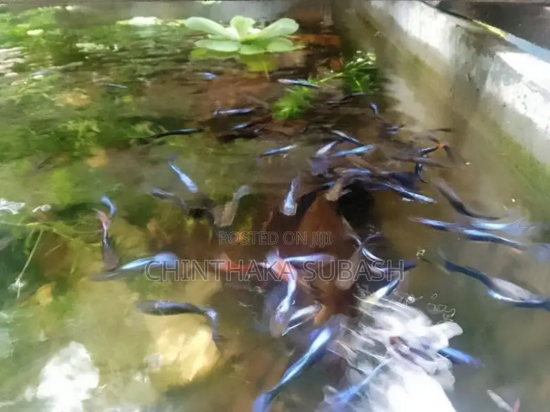 Blue Neon Guppy Fish