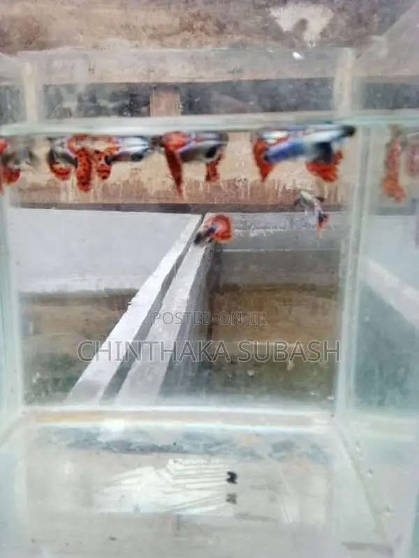 Blue Neon Guppy Fish