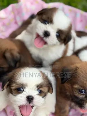 Shih Tzu Puppies