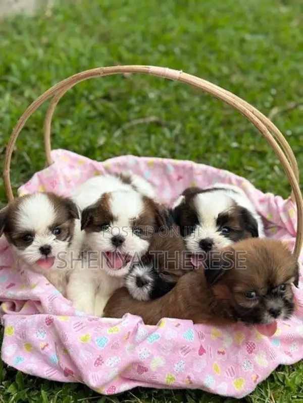Shih Tzu Puppies