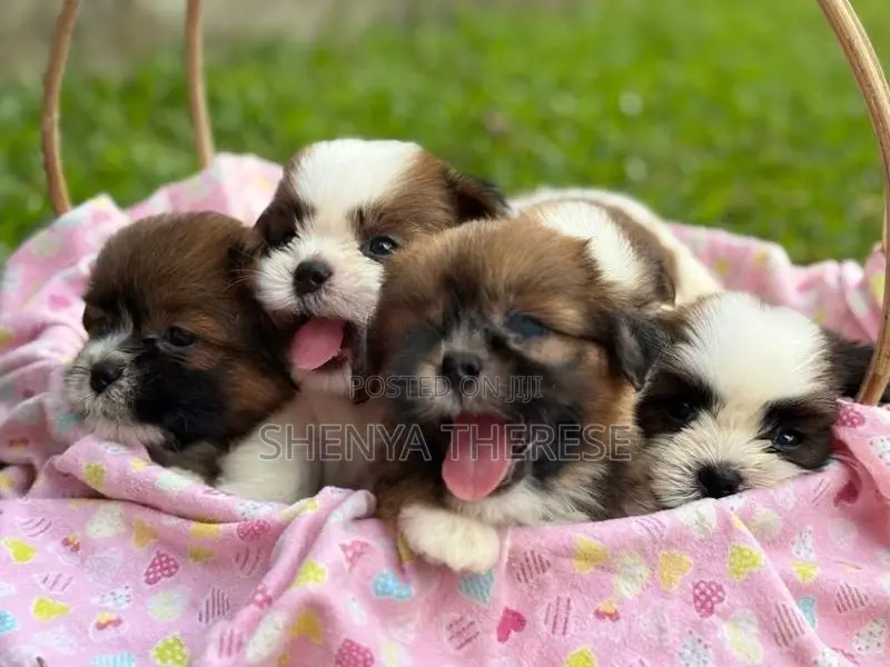 Shih Tzu Puppies