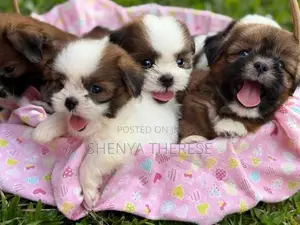 Shih Tzu Puppies