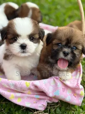 Shih Tzu Puppies