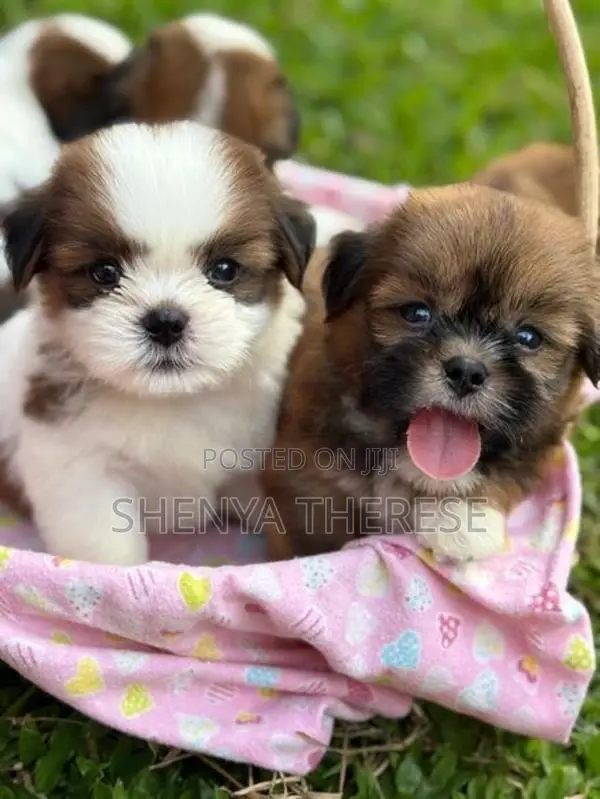 Shih Tzu Puppies