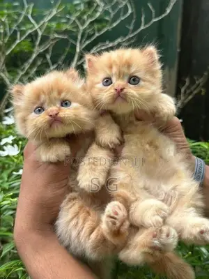 Persian Cat