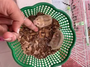 Dwarf Hamster