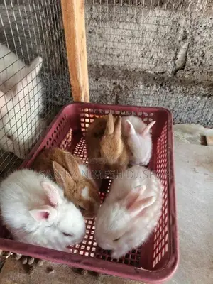 Rabbit