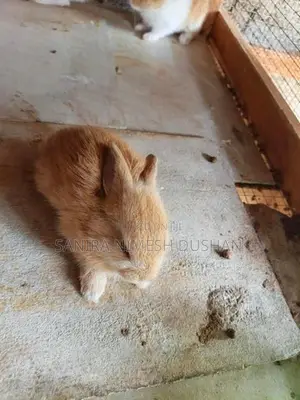 Rabbit