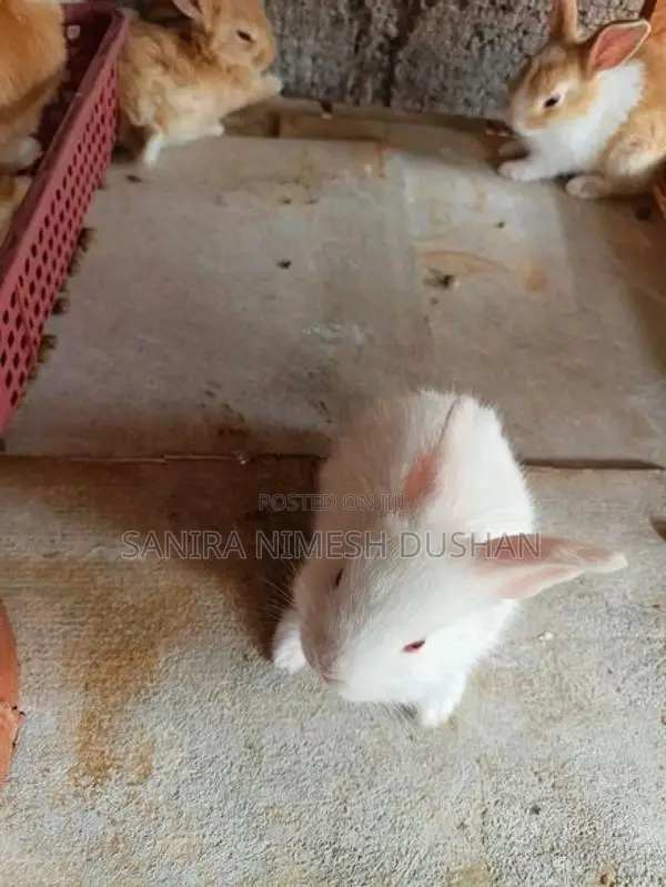 Rabbit