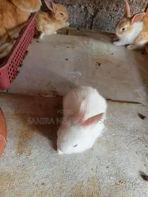 Rabbit