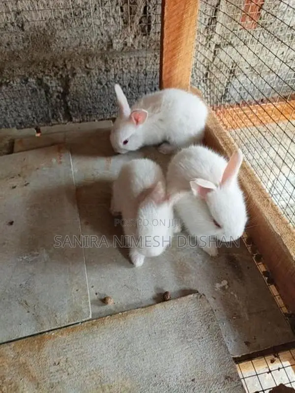 Rabbit