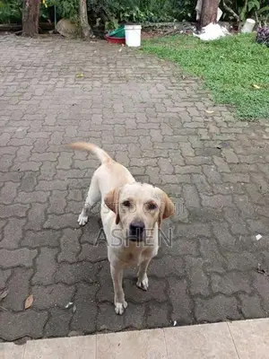 Female Labrador Retriever