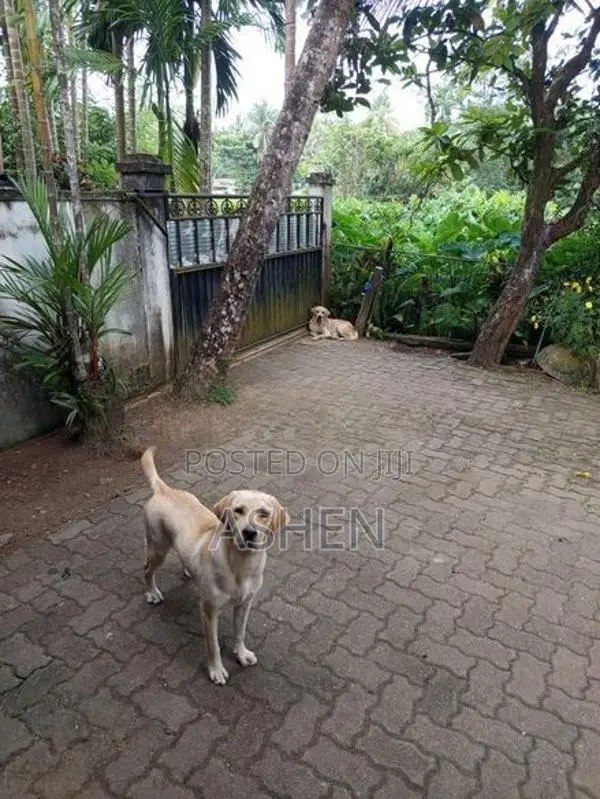Female Labrador Retriever