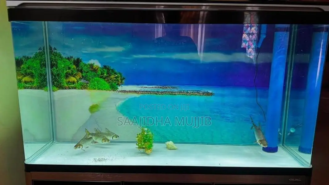 XILONG HK-1000G 240L RECTANGULAR GLASS AQUARIUM WITH 4 FLAGTAIL FISH