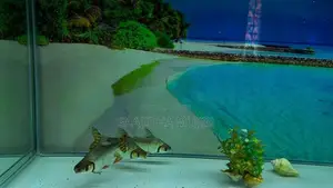 XILONG HK-1000G 240L RECTANGULAR GLASS AQUARIUM WITH 4 FLAGTAIL FISH
