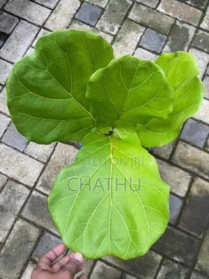 Fiddle Leaf Plants