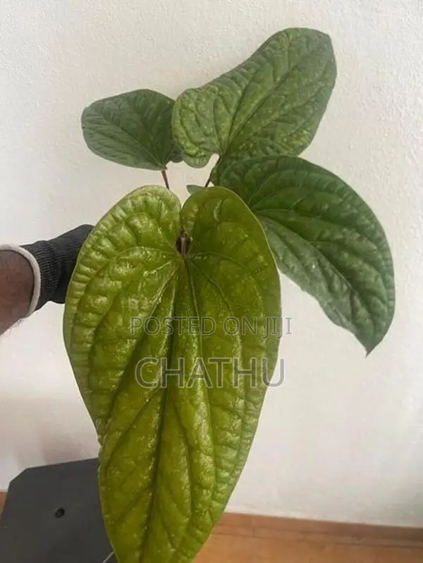 Fiddle Leaf Plants
