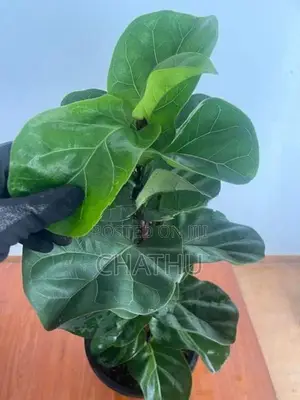 Fiddle Leaf Plants