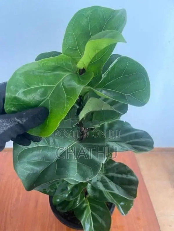 Fiddle Leaf Plants