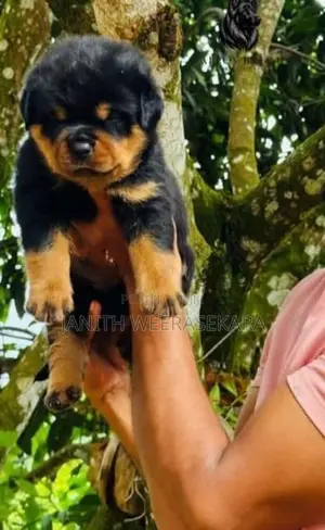 Rottweiler Puppies