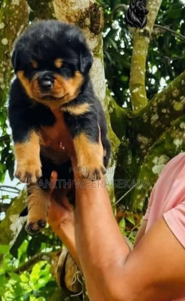 Rottweiler Puppies