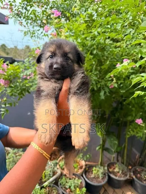 German shepherd