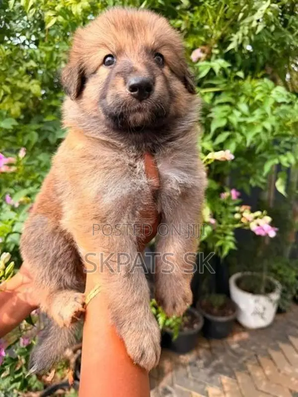 German shepherd