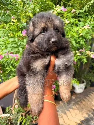 German shepherd
