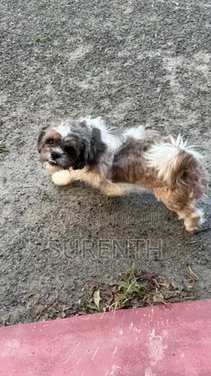 Shih Tzu Male Female Puppies