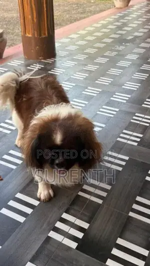 Shih Tzu Male Female Puppies