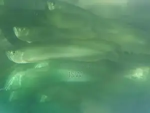 Silver Arowana Fish