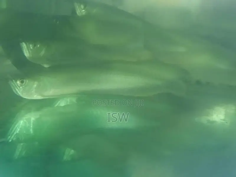 Silver Arowana Fish