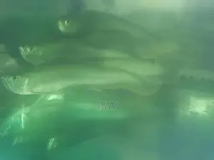 Silver Arowana Fish