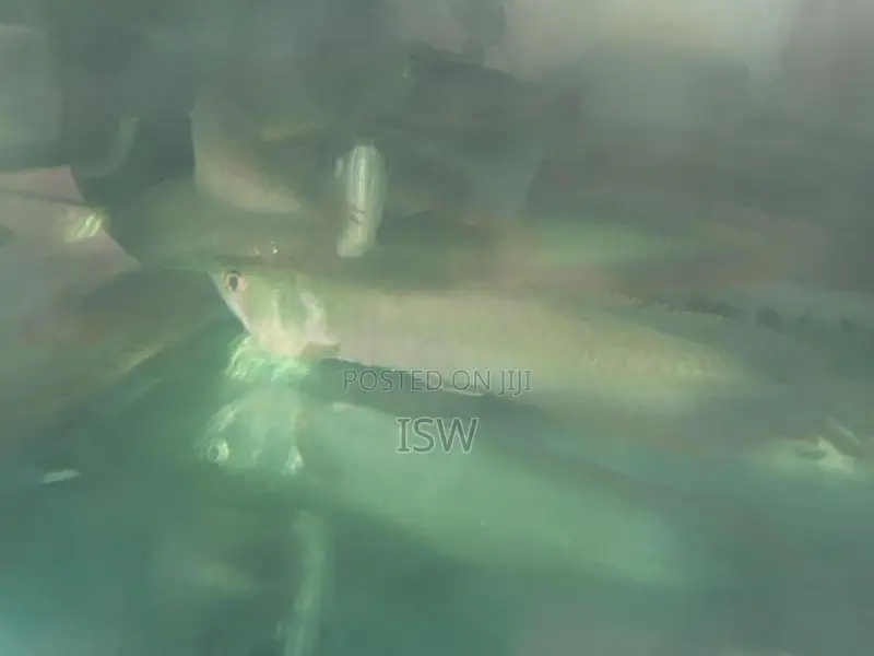 Silver Arowana Fish