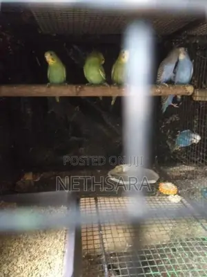 Love Birds