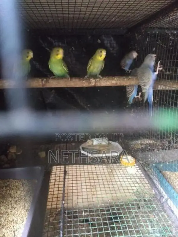 Love Birds