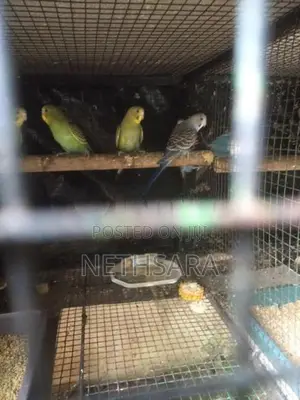 Love Birds