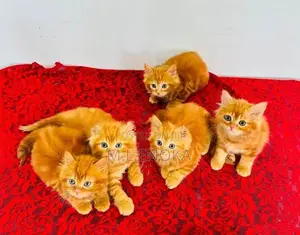 Persian Kittens