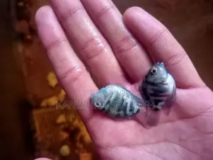Polar Parrot Fish