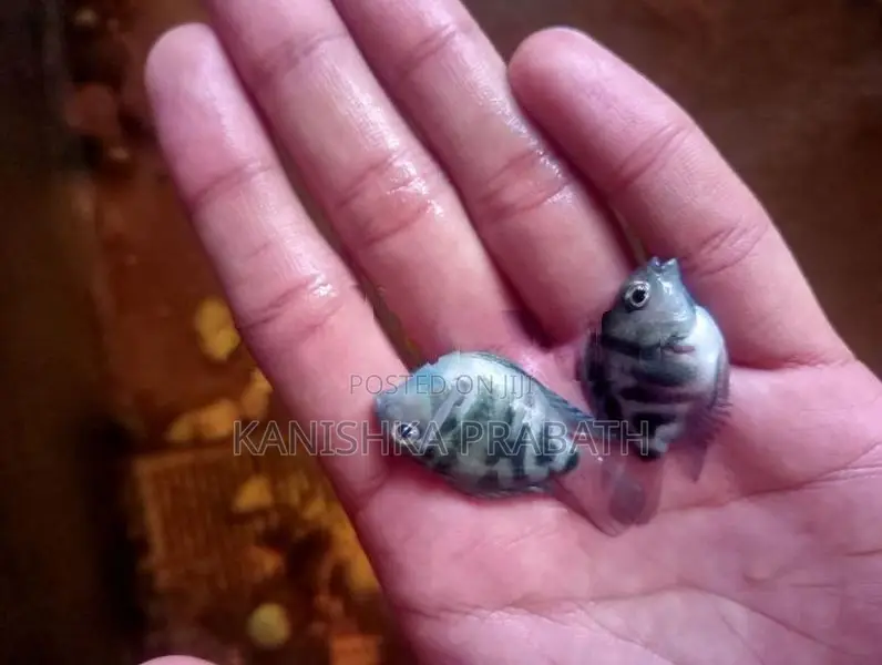 Polar Parrot Fish