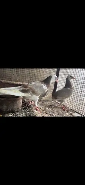 pigeon Mother