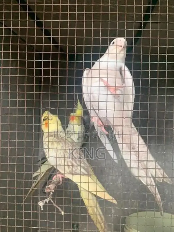 Cocktail Bird