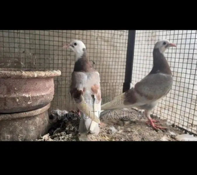 pigeon Mother