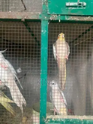 Cocktail Bird