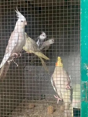 Cocktail Bird